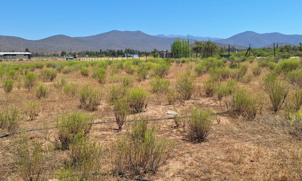 IMG-20250204-WA0001 (1)